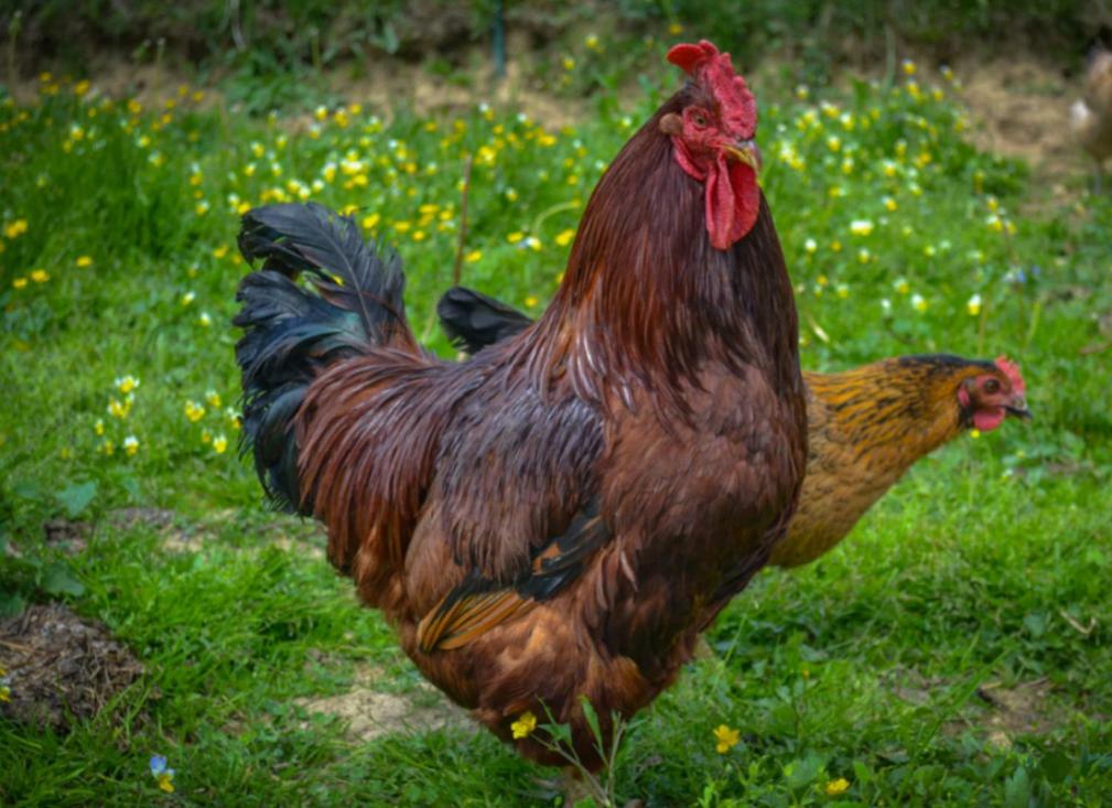 Agrotatry U Stachy Gospodarstwo agroturystyczne Bukowina Tatrzańska